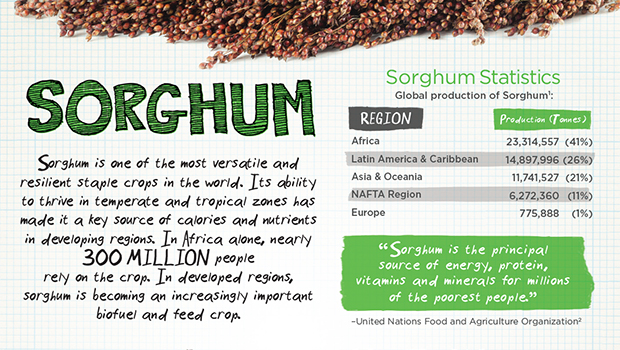 sorghum_infographic_final